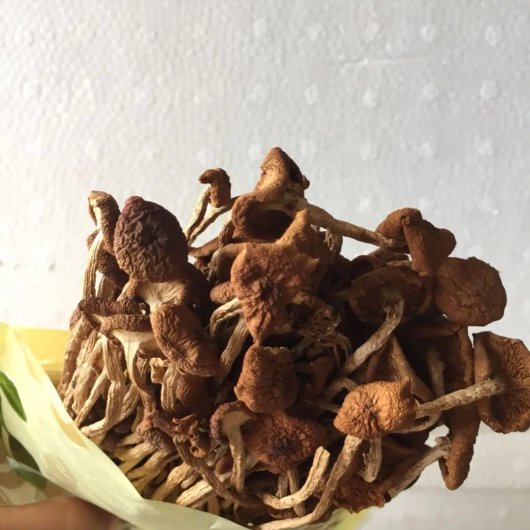 Detan Prices for Dry Royal Chestnut Wholesale Mushroom