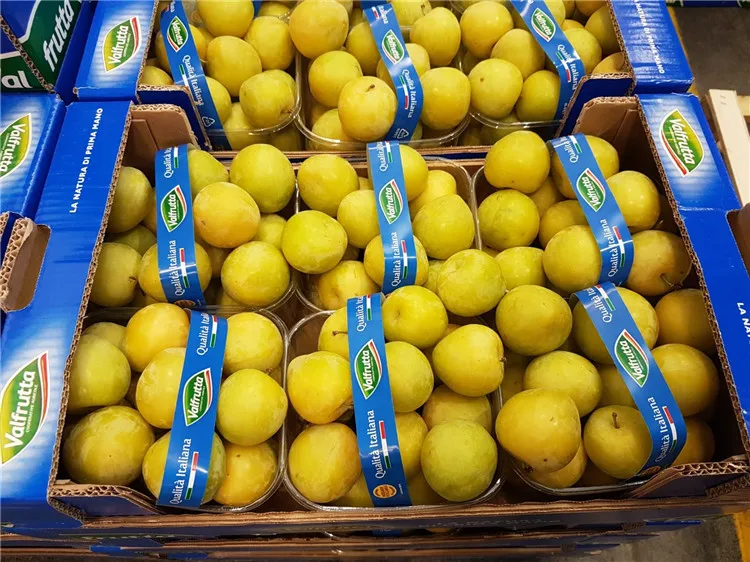 Good Guality Italian Yellow Fresh Plum Fruit