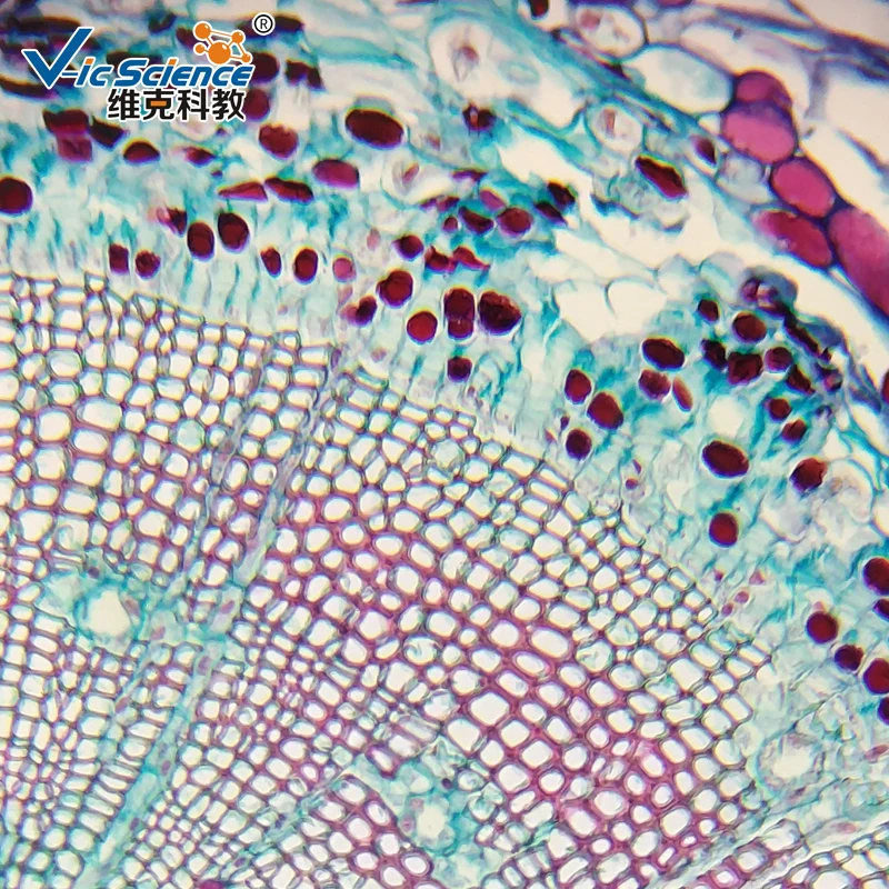 Biology Lab Course Moss Protonema and Bud w.m Preparete Microscope Slides