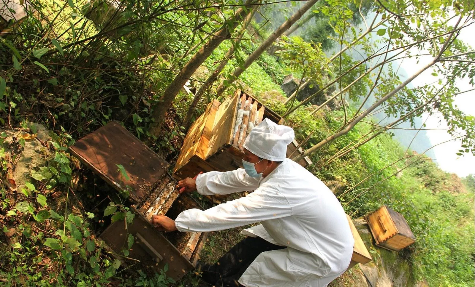 Manufacturer Directly Supplied Goji Berry Flowers Honey Top Quality Bee Products Jar Packing Nature Honey