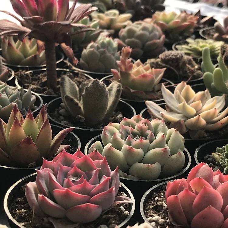 
wholesale 48 kinds of plants, 54 pcs live natural succulent Plant combination 