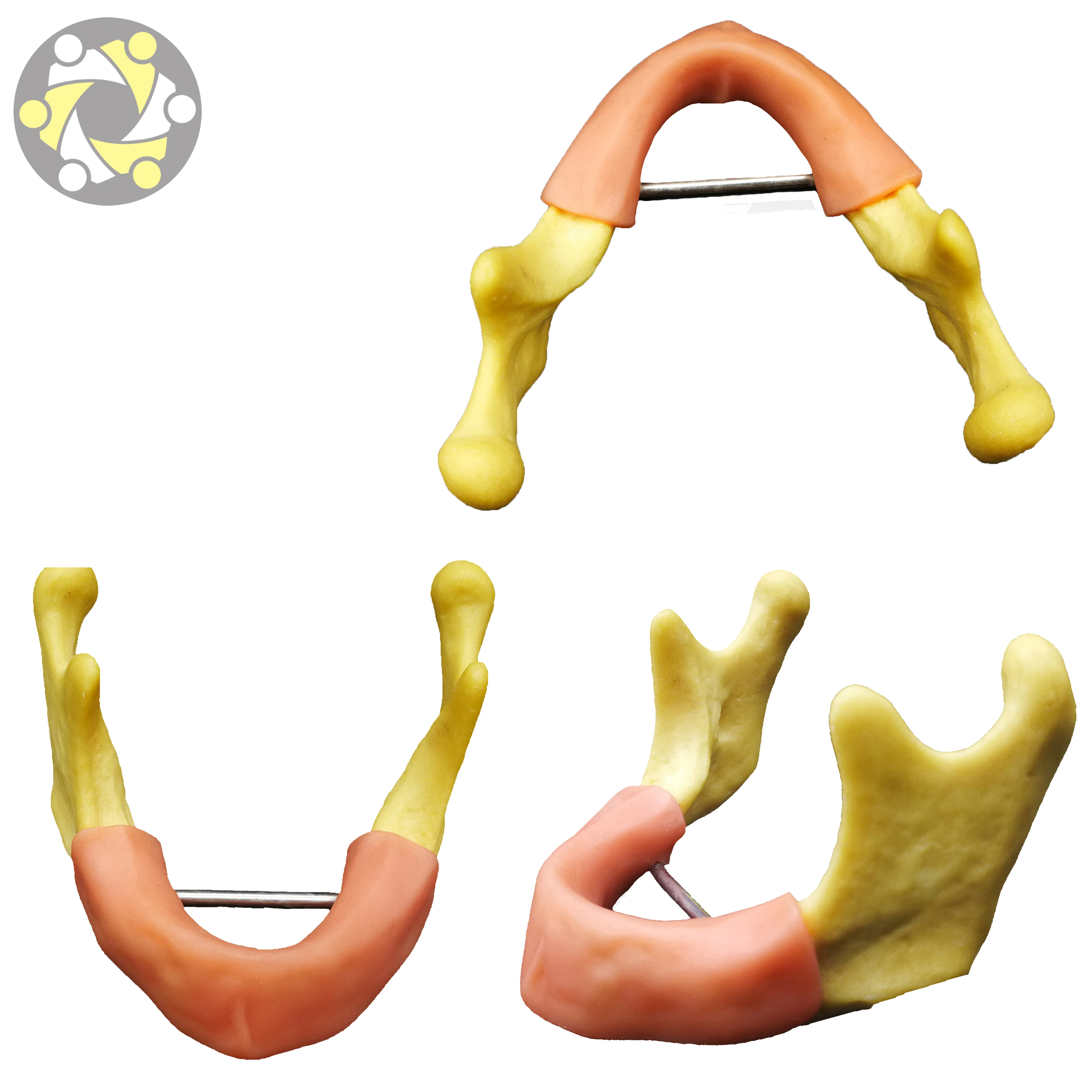 lower jaw Dental Model Implant Practice Model with Silicone gingiva for Student Practice Artificial bone