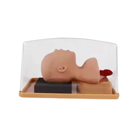 ADA-J2A PVC Anatomical Model Neonate Head for Trachea Intubation Training Nursing and Medical Science Use