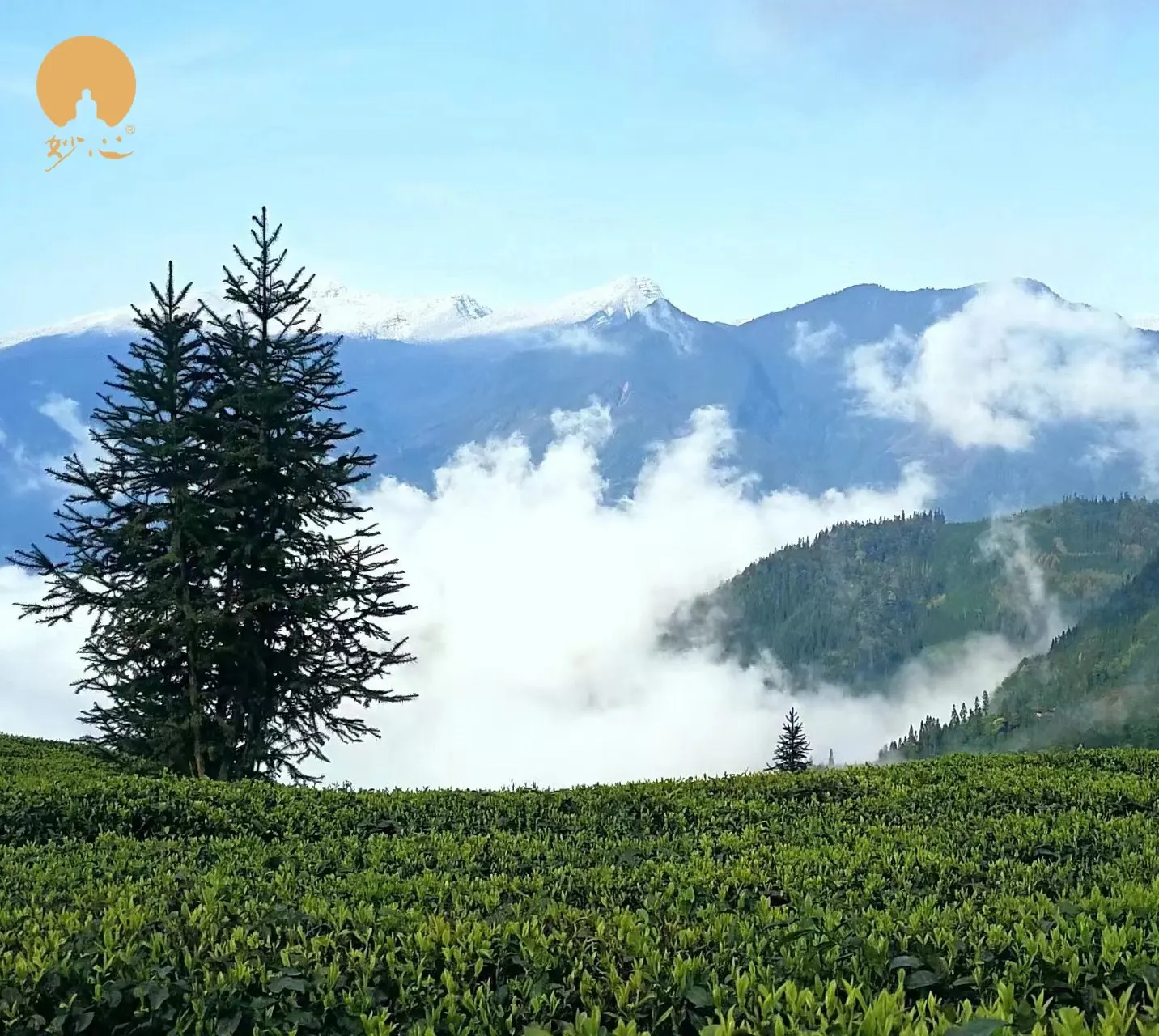 Miaoxin Organic Jasmine Green Tea High Quality Detox Chunmee Tea in Bulk Box or Bag Packaging with Excellent Customer Service