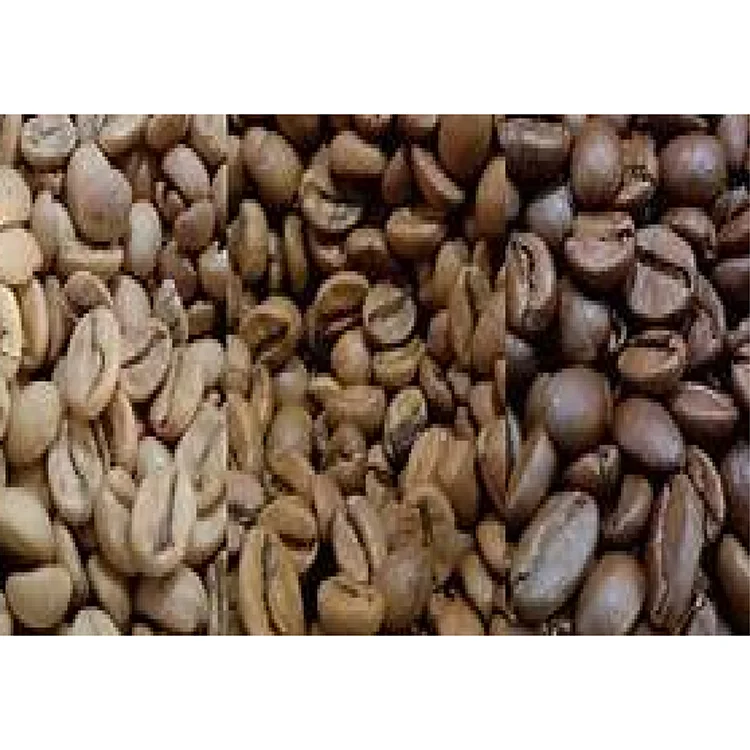 Оптовая продажа высококачественные жареные кофейные зерна Livingstonia среднего размера