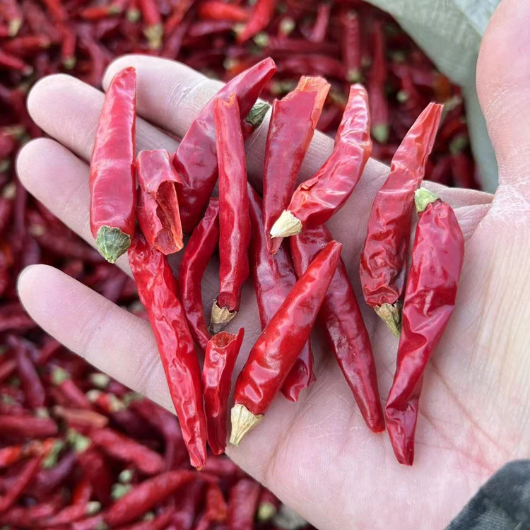 Hot sale high quality paprika hot pepper dry red chili export