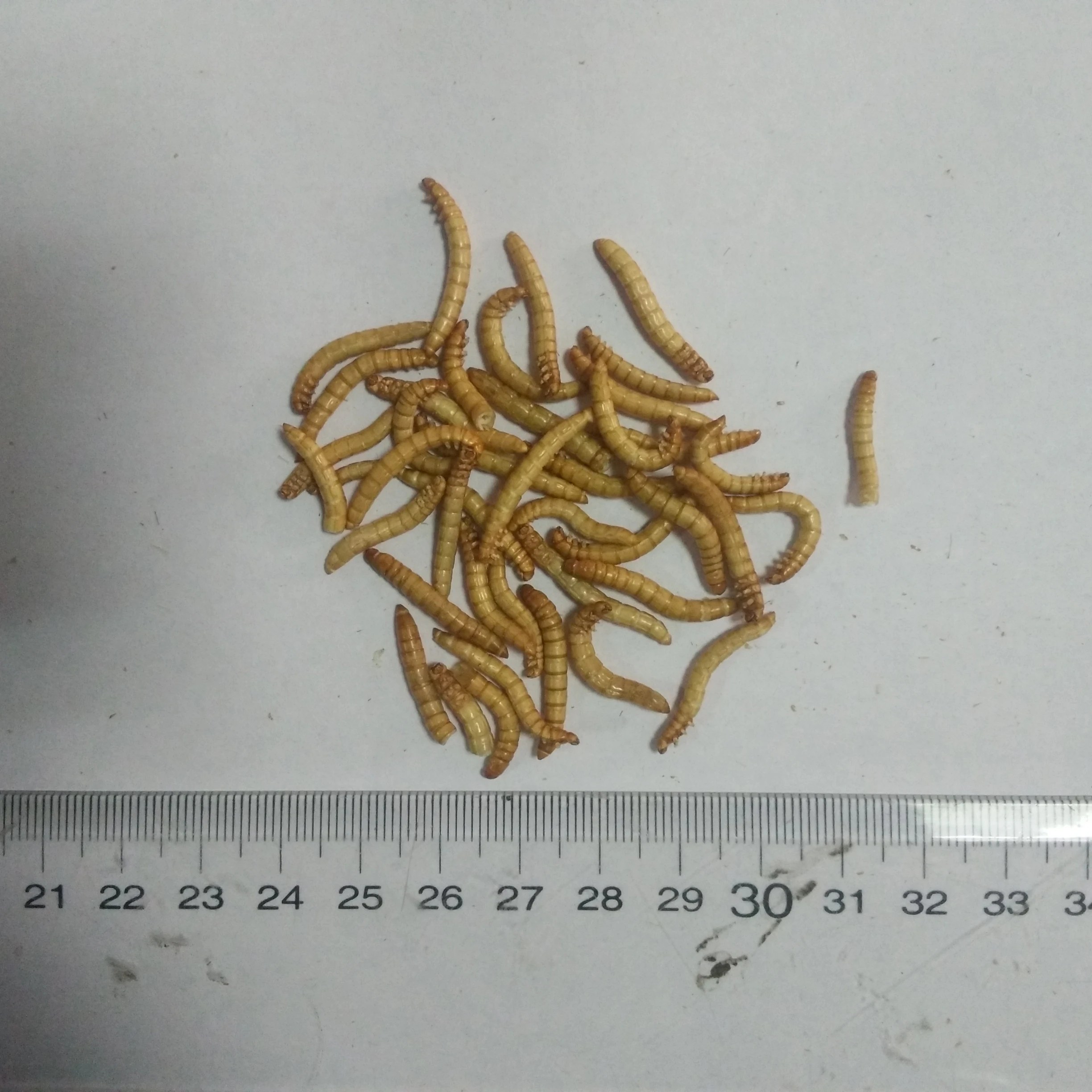 Сухая замороженная моллюска для птиц с высоким содержанием питательных веществ и высоким содержанием белка