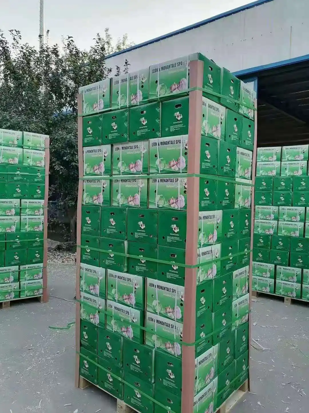 China Sinofarm Brand Garlic supplier manufacturer wholesaler with Cheap white garlic price for sale