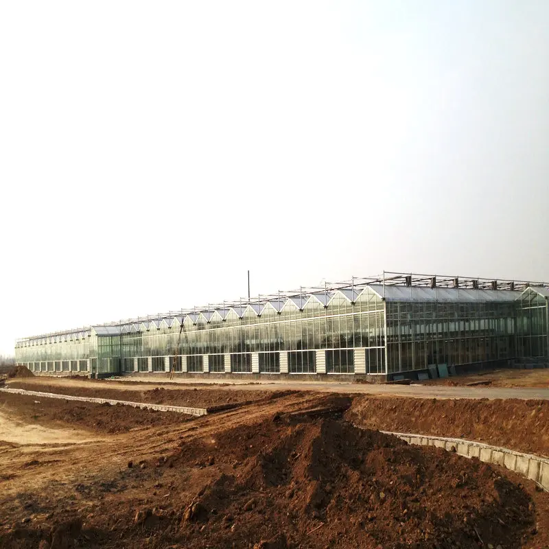 Glass greenhouse for strawberries