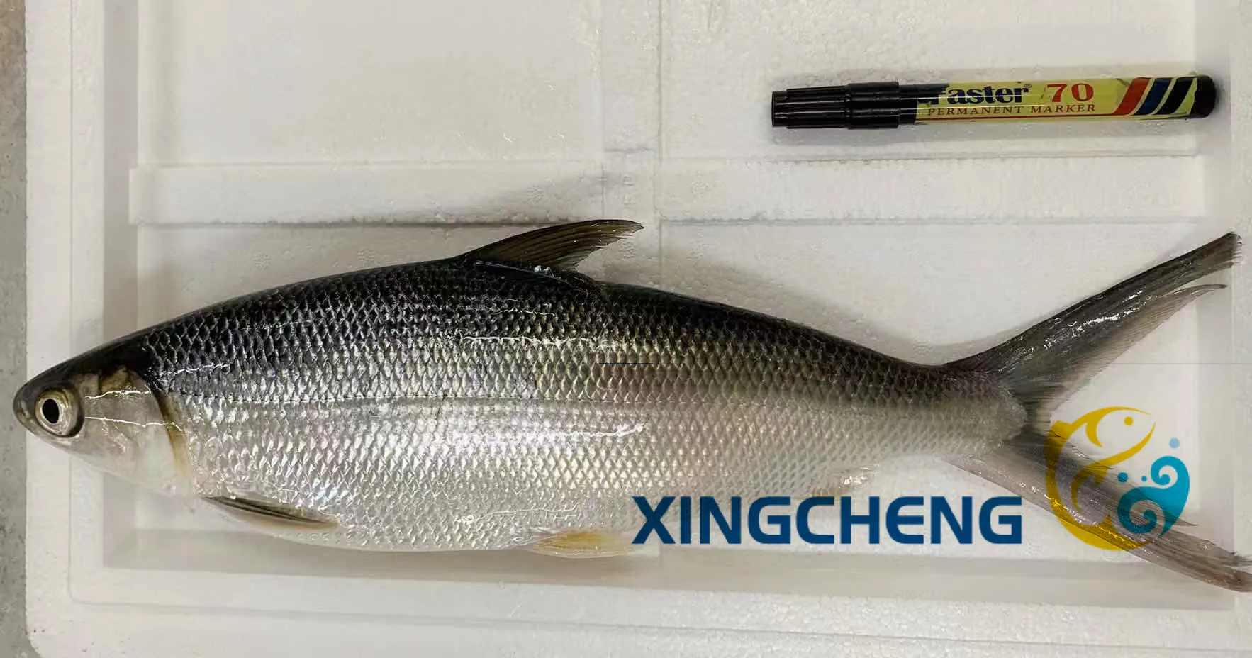 Frozen Milk Fish Whole Round