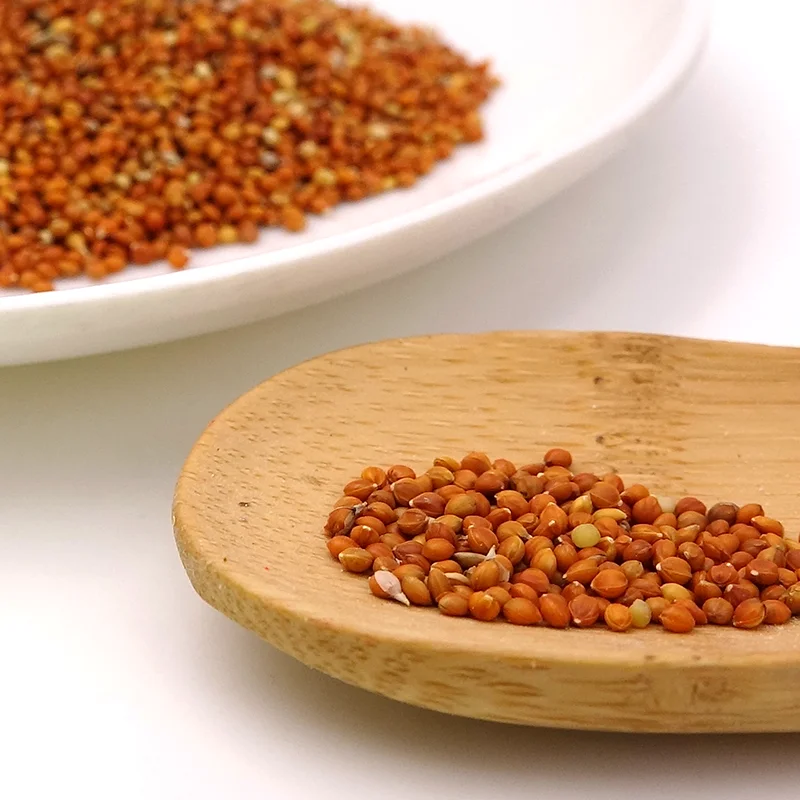 Chinese Red Broomcorn millet is native which can be eaten by birds for a cheap price