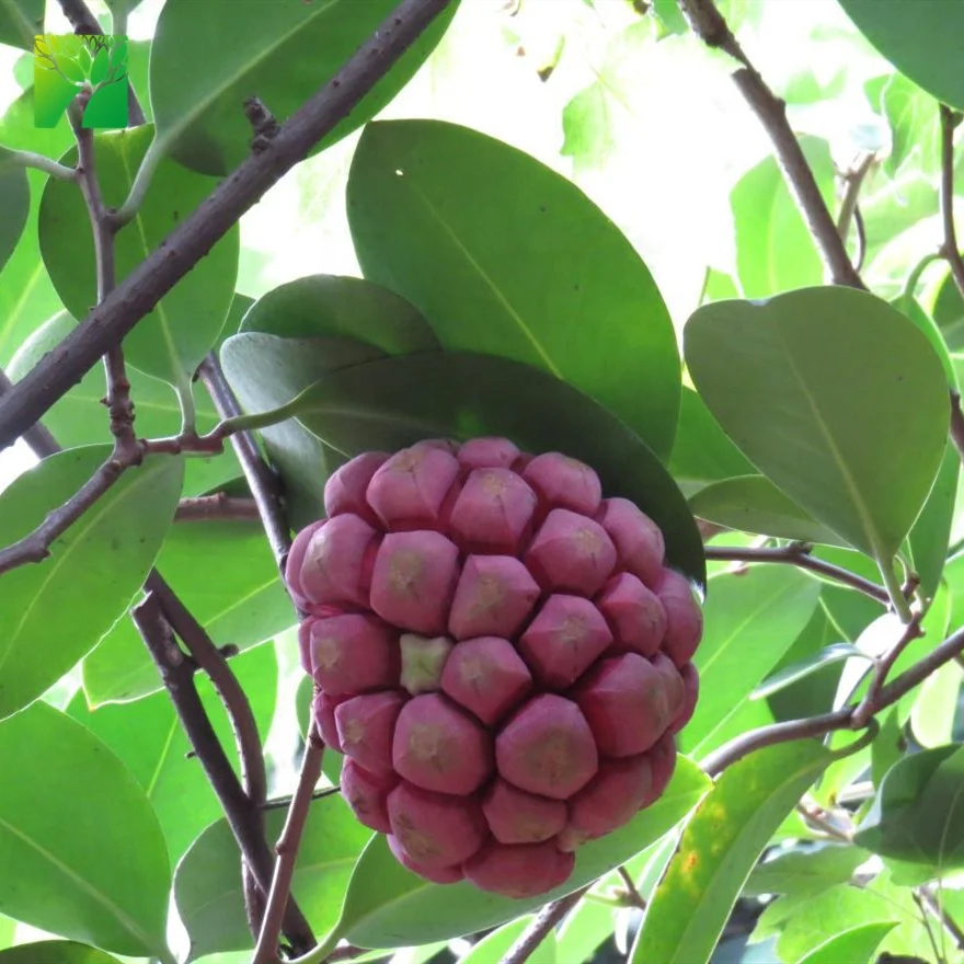 Cheap wholesale fruit plant seedling Kadsura coccinea