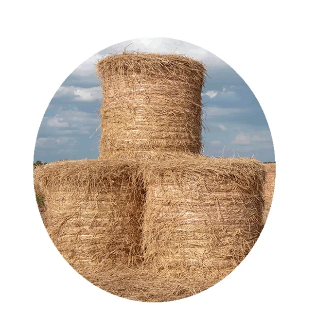Best Quality Rice Straw Hay For Animal Forage / Bulk Quantity CFR Delivery