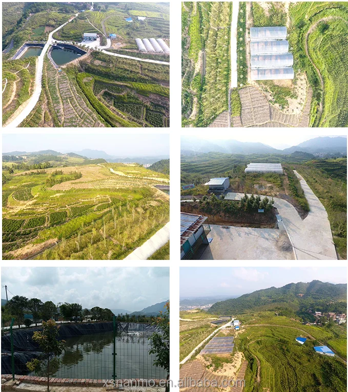 Chinese herbal dried loose leaf bitter kuding leaf tea