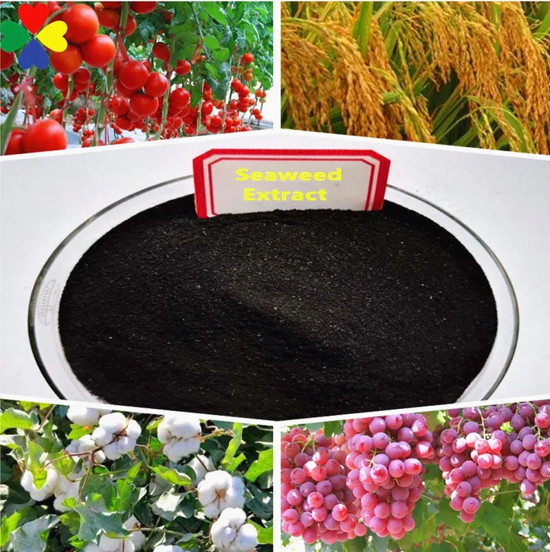 Wholesale bulk seaweed extract flaky 100% in agriculture nutrients solution water soluble