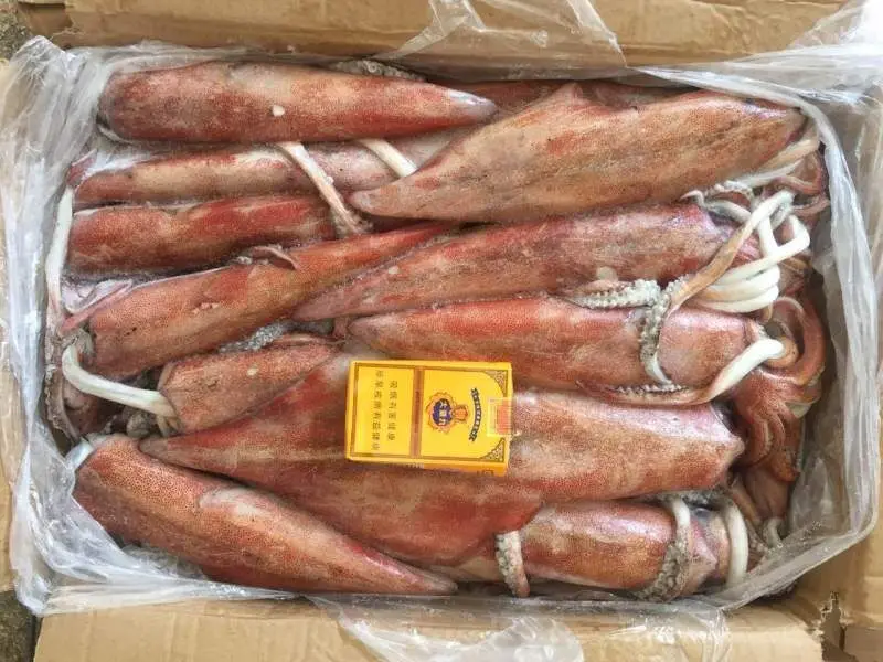 box packing frozen loligo squid tube