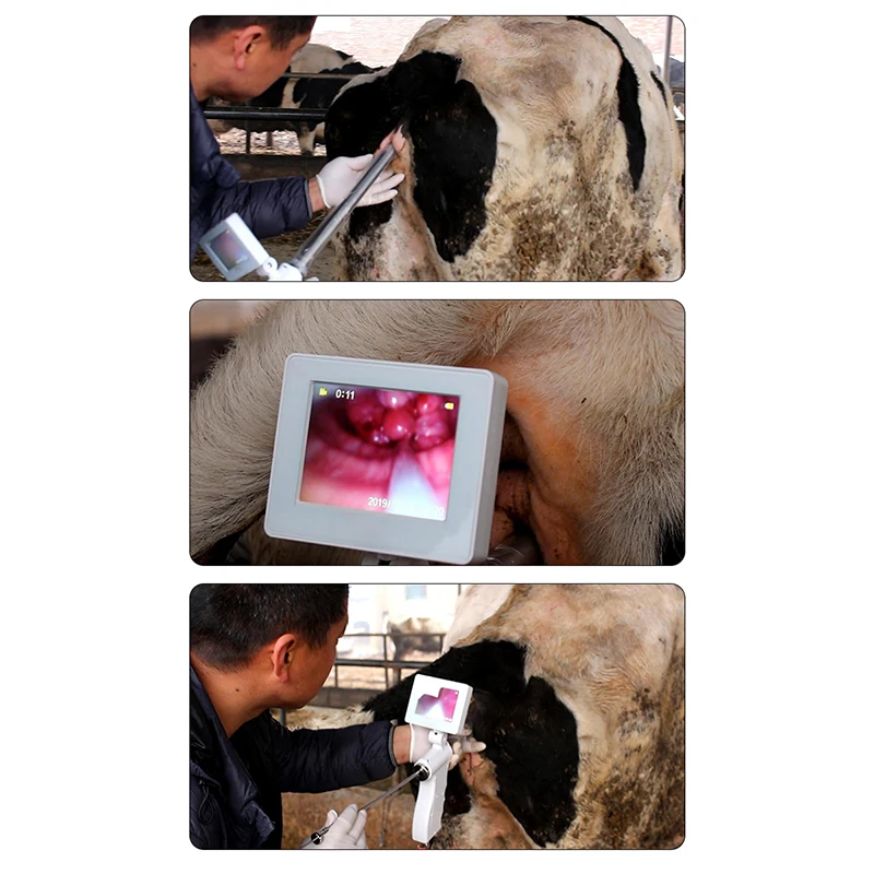 Best price visual insemination delivery 70cm high precision cow use