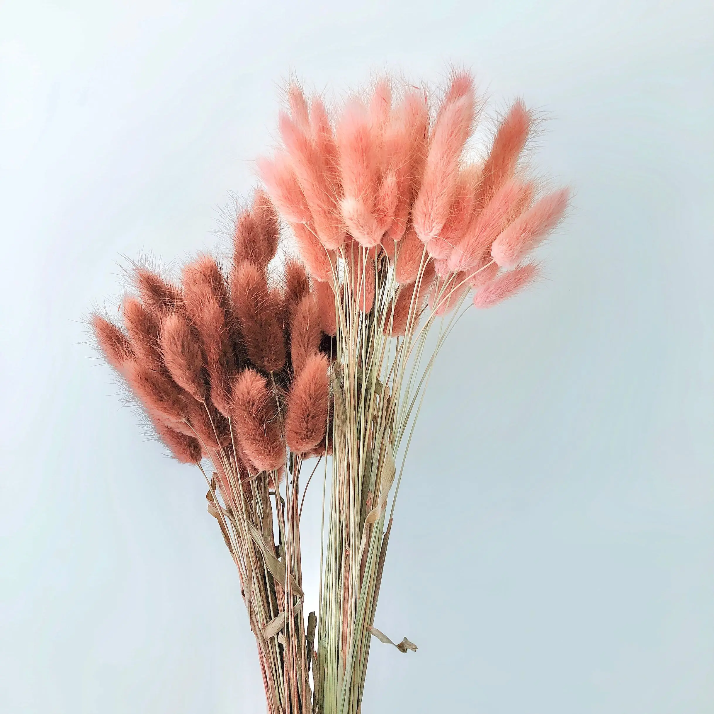 
2021 Ins Factory supply beautiful dried rabbit tail grass Lagurus ovatus for Wedding decoration 