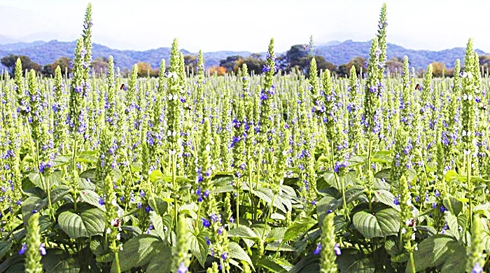 Chia Seeds (Semillas de Chia)/ Premium Quality Chia/ Conventional Chia Seeds/