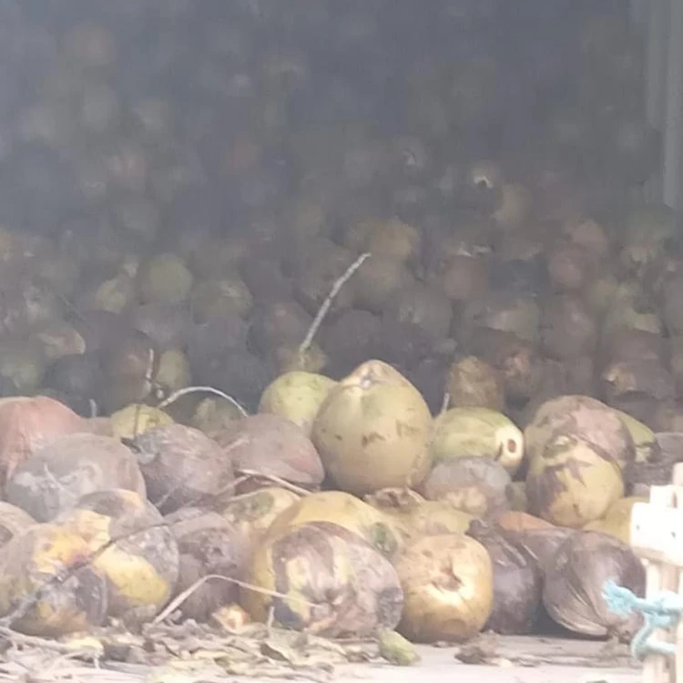 Coconut Fruit for Coconut Milk