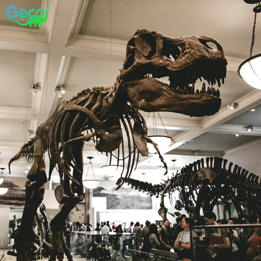 Gecai Replicas Museum Dinosaur Fossils Bones Real T Rex Dinosaur Skeleton Model For Sale