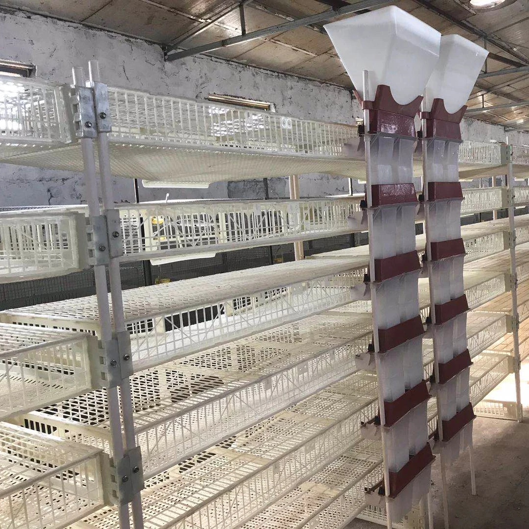 Производители производят Лидер продаж, дешевое автоматическое подающее Оборудование Для перепелов из стали