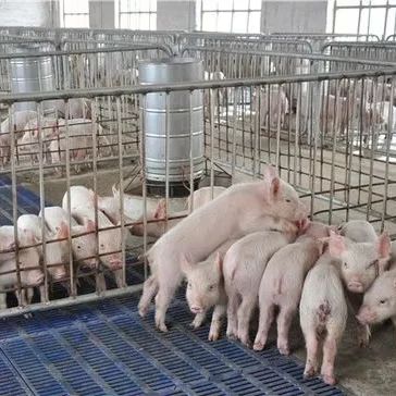 improve sow farrowing rate latest development variety of enzyme preparations