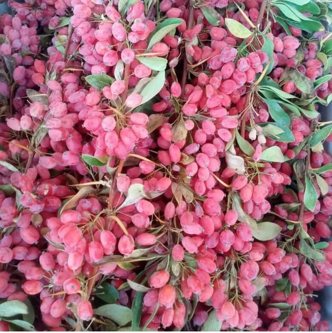 Barberries Dried Barberries  Bulk High Quality Barberry - Zereshk for Sale