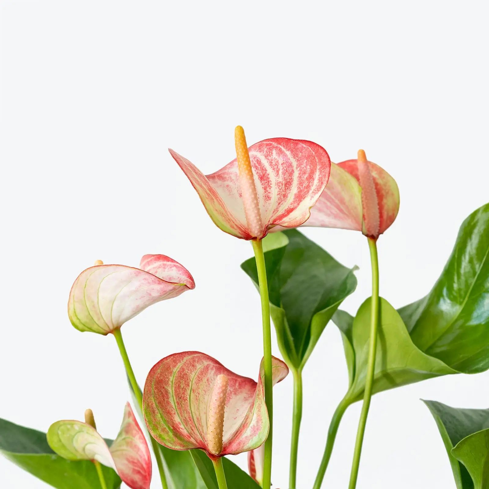 Wholesale tropical live plants Anthurium or the Tail Flower Flamingo Laceleaf for indoor