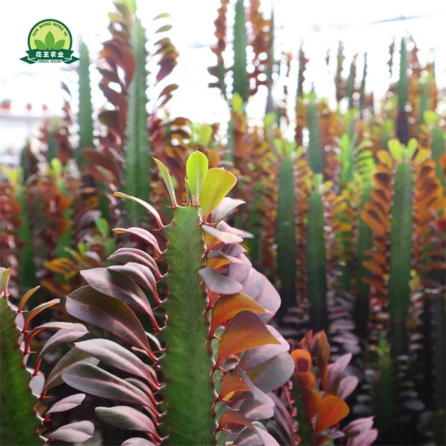 direct sale red color succulent plant for home indoor decoration