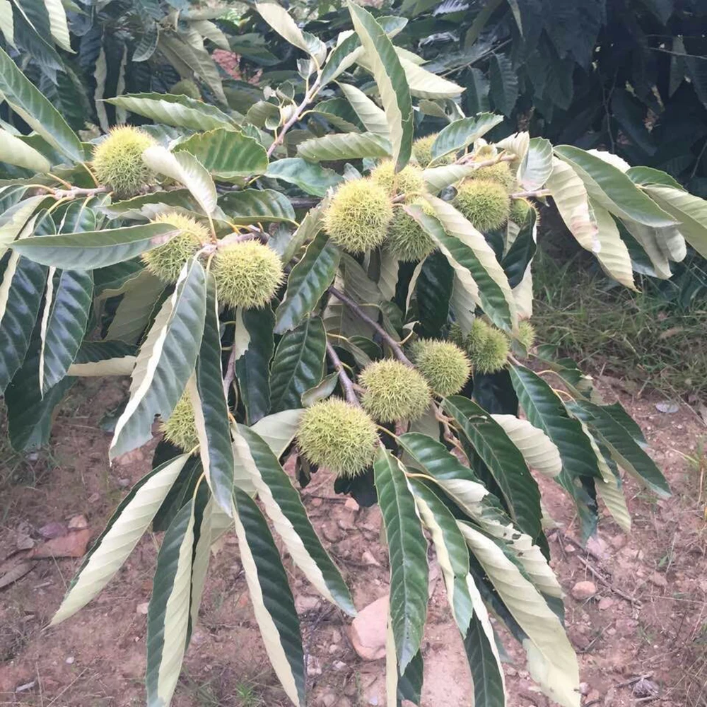2021 New Crop Yanshan Harvesting Best Fresh Chestnuts
