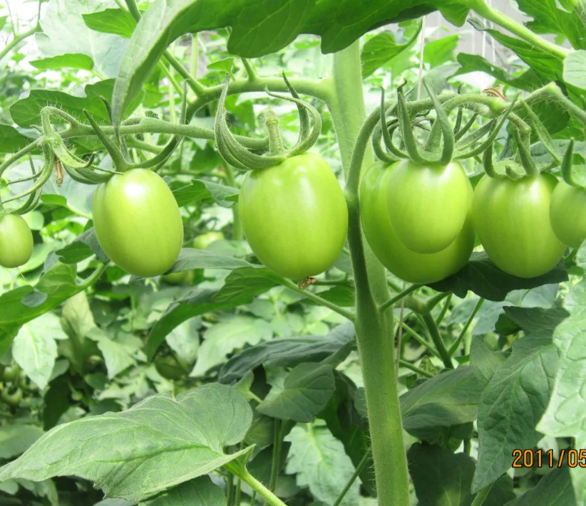 H710 Hybrid Indeterminate marmande tomato seeds