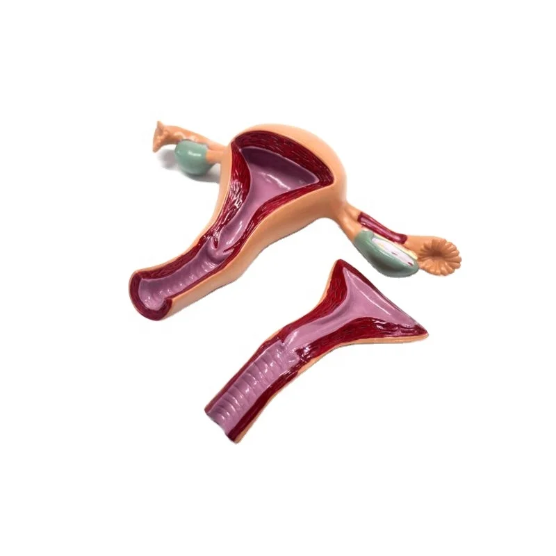 Модель обычной женской анатомической матки, демонстрационная модель женской матки, модель женских гениталий