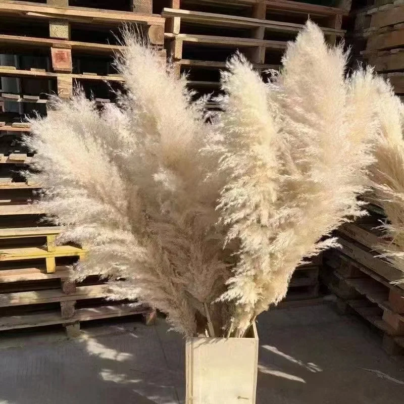 2024 yunnan оптовая продажа пампасная трава Свадебный домашний декор натуральный сушеный цветок декоративные цветы пушистые сушеные пампасы
