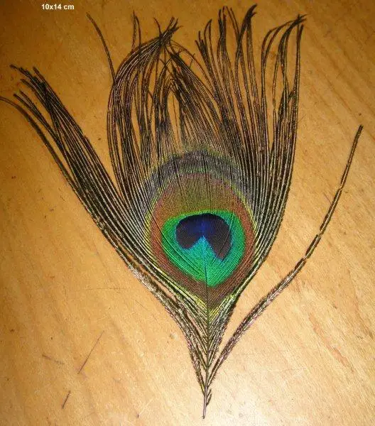 GH602 Wholesale Dyed Peacock Feather For Carnival Costume