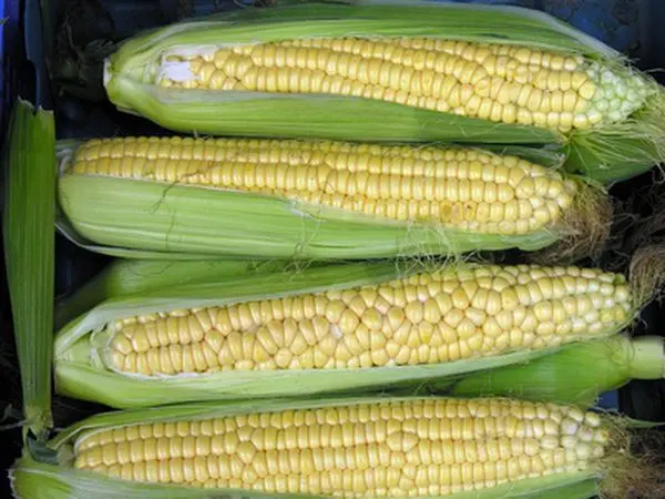 The most delicious boiled corn/ maize in Viet Nam /holiday +84 845 639 639