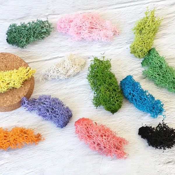 China DIY Material natural plants reindeer moss stabilized dried preserved sphagnum moss