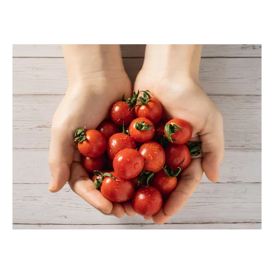 Agriculture product healthy food red fresh tomato brands processor