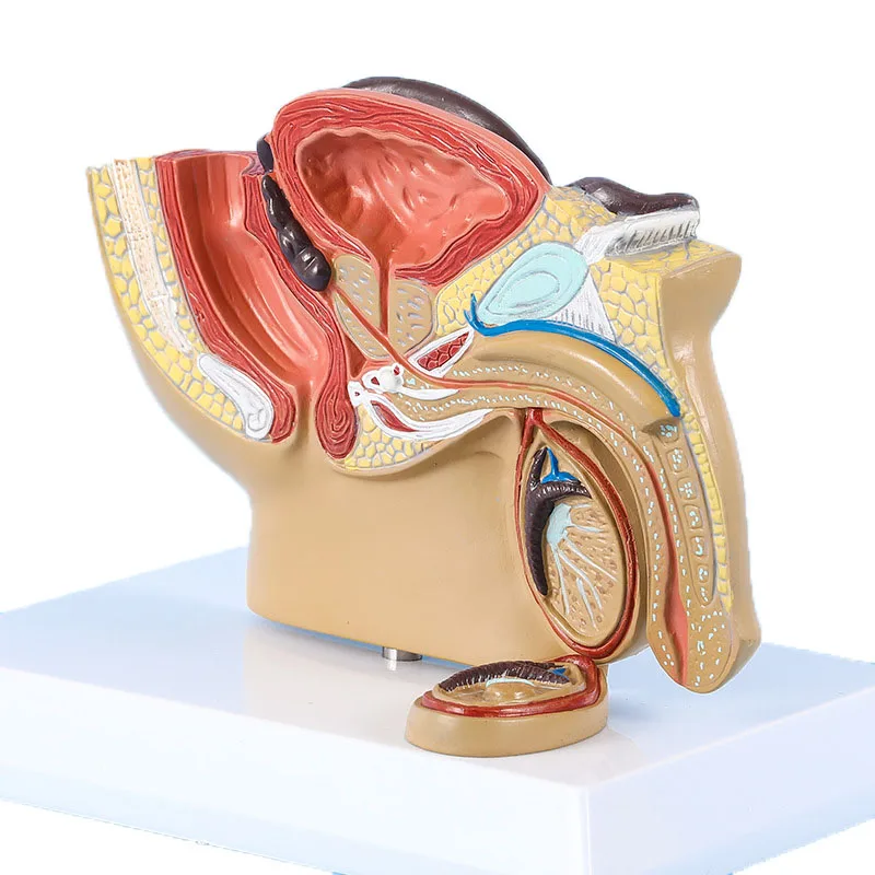 Human Male Pelvis Cavity Sagittal Anatomical Model Reproductive Organ Reproductive System Anatomy Model
