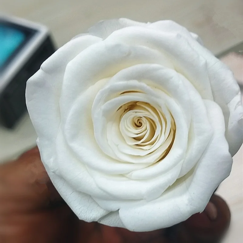 Factory supply A grade stabilized eternity rose flower head white color 4-5cm preserved roses head from KunMing