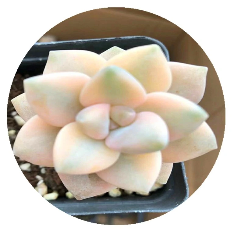 
Apricot brocade 7cm square basin, with pole, ice white, super beautiful 