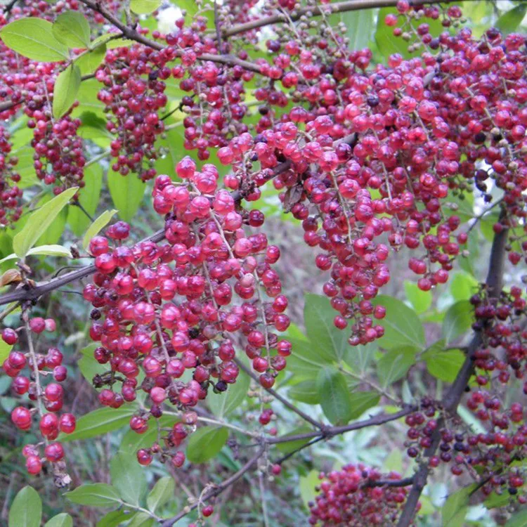 2021 Hot Sale Natural Plants Seeds Coriaria Nepalensis Seeds For Sale