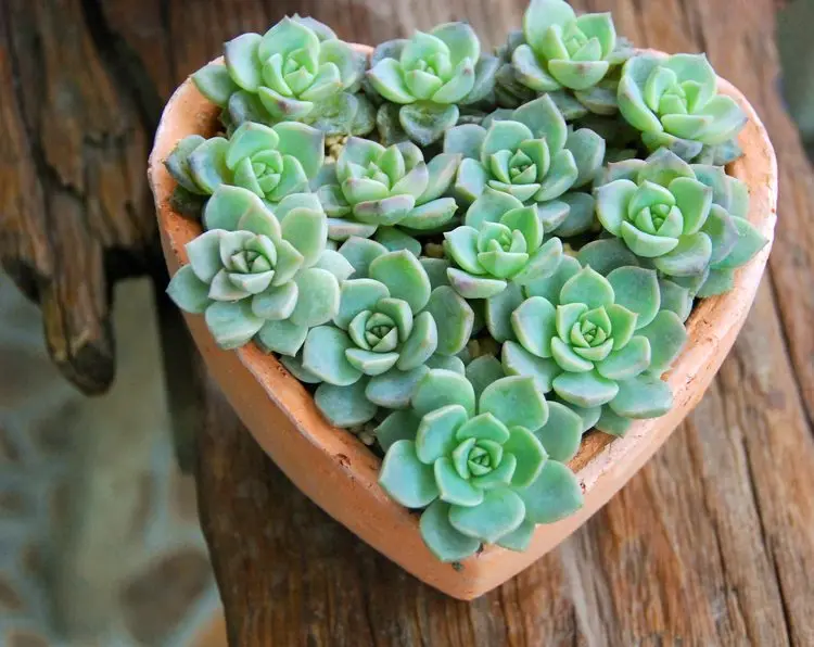 
Heart shaped terracotta planters wholesale 