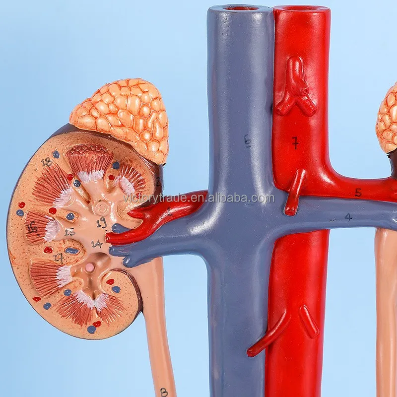 V-GF211217-1 Wholesale Human body advanced three-dimensional genitourinary system arteriovenous anatomical model