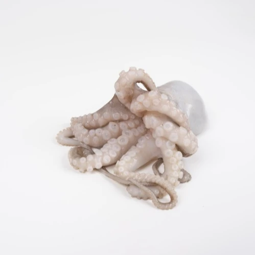 Wholesale fresh squid, fresh frozen high quality fresh seafood