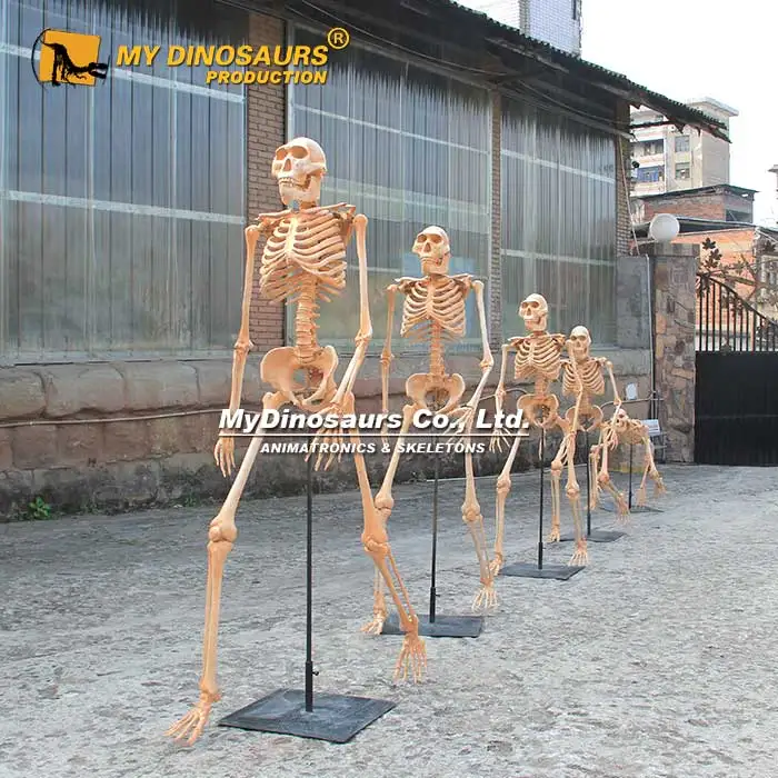 MYDINO Realistic Animal Fossil Educational Human Skeleton
