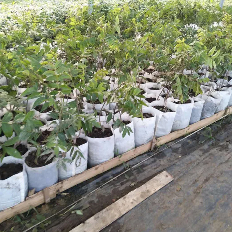 Eco Friendly Non Woven Fabric Biodegradable grow bag Vegetables Plant pot Flower Grow Seedlings  Pot  tree Seedlings bag