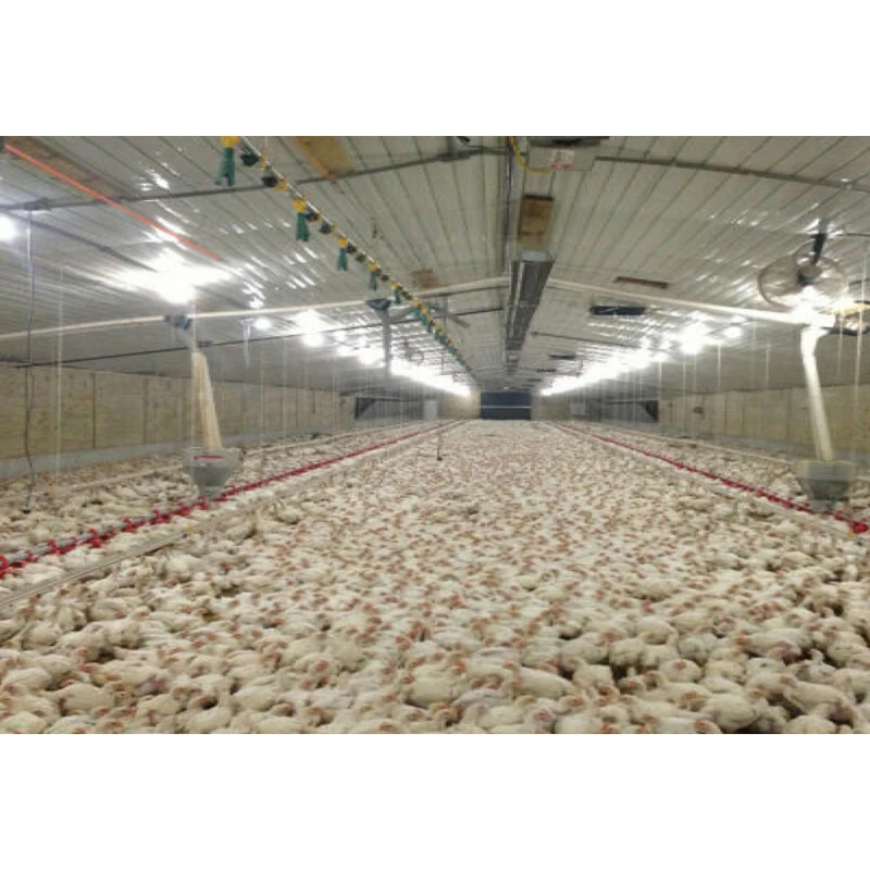 Autocad design steel poultry house fast construction steel chicken farming building