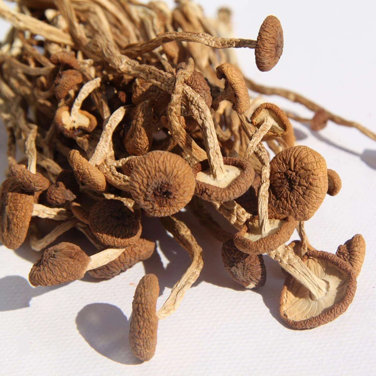 
Healthy food Agrocybe Aegerita Dried Tea Tree Mushroom 