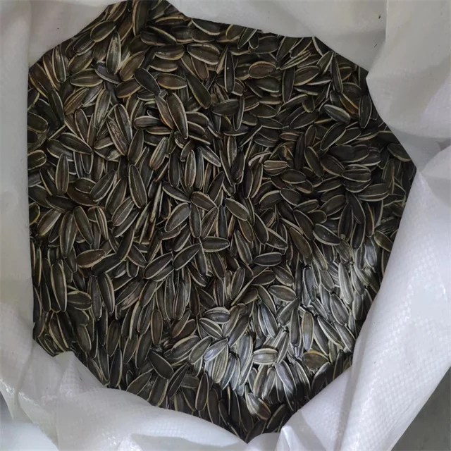 361 363 601 inner mongolia factory big size black color  sunflower seeds kernels
